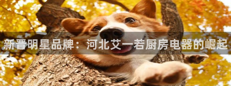 风暴新娱乐